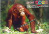 Great Apes of Borneo Orang Utan Postcard
