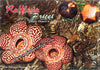 Rafflesia Flower Postcard