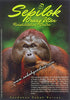 Adult Male Orang Utan from Sepilok Rehabilitation Centre Postcard