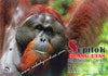 Adult Male Orang Utan from Sepilok Postcard