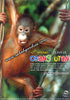Young and Playful Orang Utan Postcard