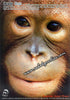 Face Close-up Orang Utan Postcard