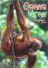 Hanging Orang Utan Postcard