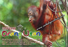 Sandakan the Home of the Orang Utan Postcard