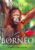 Romeo of Borneo Orang Utan Postcard