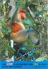 Proboscis Monkey in the Trees at Kinabatangan River Postcard