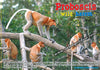 Wild Harem Proboscis Monkey Postcard