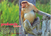 Adult Male Proboscis Monkey Postcard