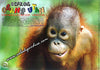 Young Orang Utan at Sepilok Orang Utan Rehabilitation Centre Postcard