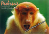Juvenile Proboscis Monkey Postcard