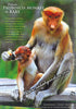 Female Proboscis Monkey and Baby Postcard
